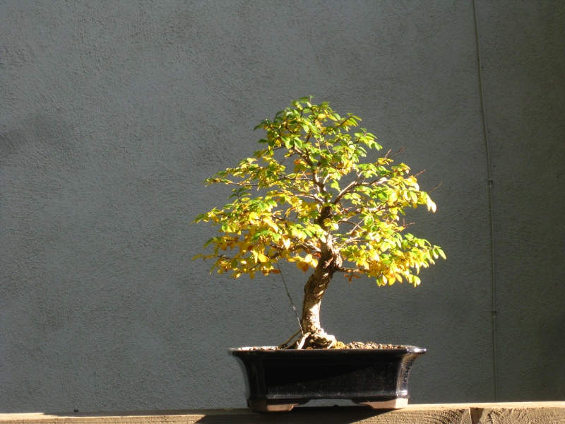 Chinese Elm Fall color Img_2015