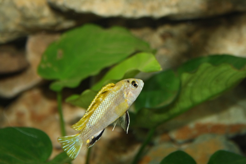 fiche:Labidochromis sp."Perlmutt" Img_1310