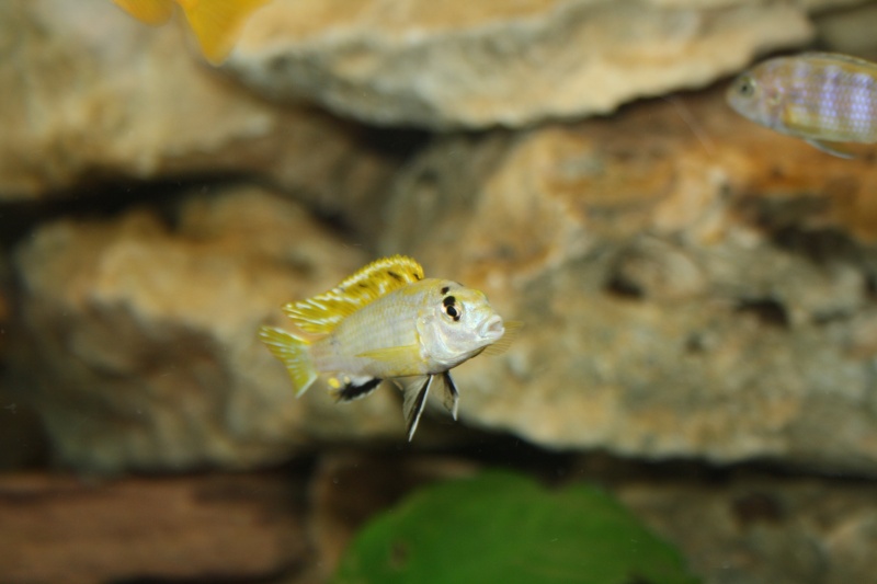 fiche:Labidochromis sp."Perlmutt" Img_1311