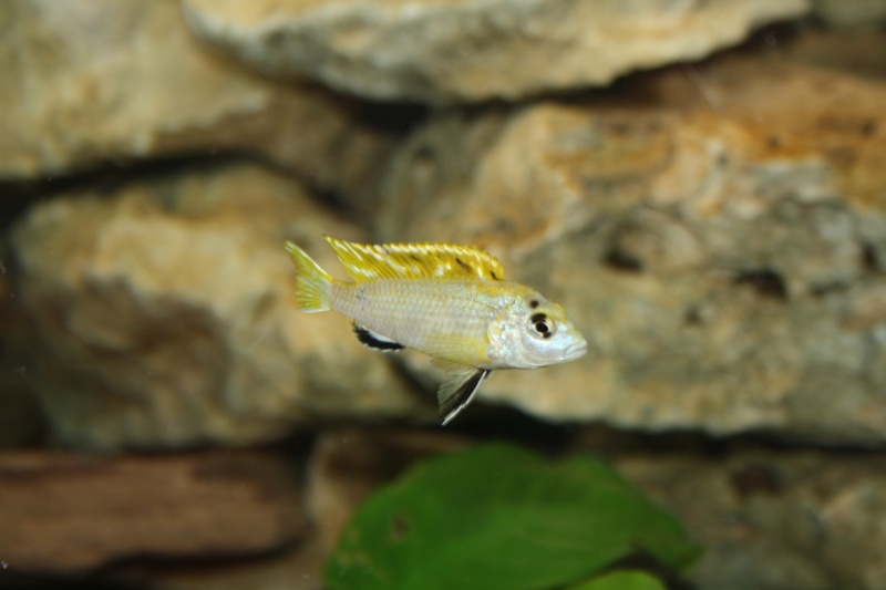 fiche:Labidochromis sp."Perlmutt" Img_1312