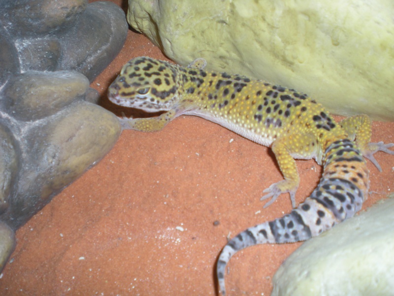 mes geckos léopard Dscn1121