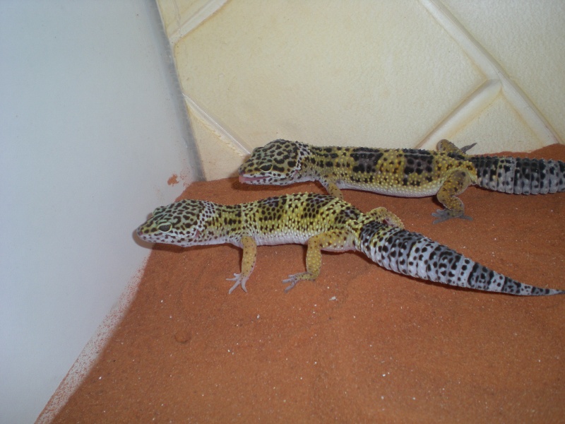 mes geckos léopard Dscn1122