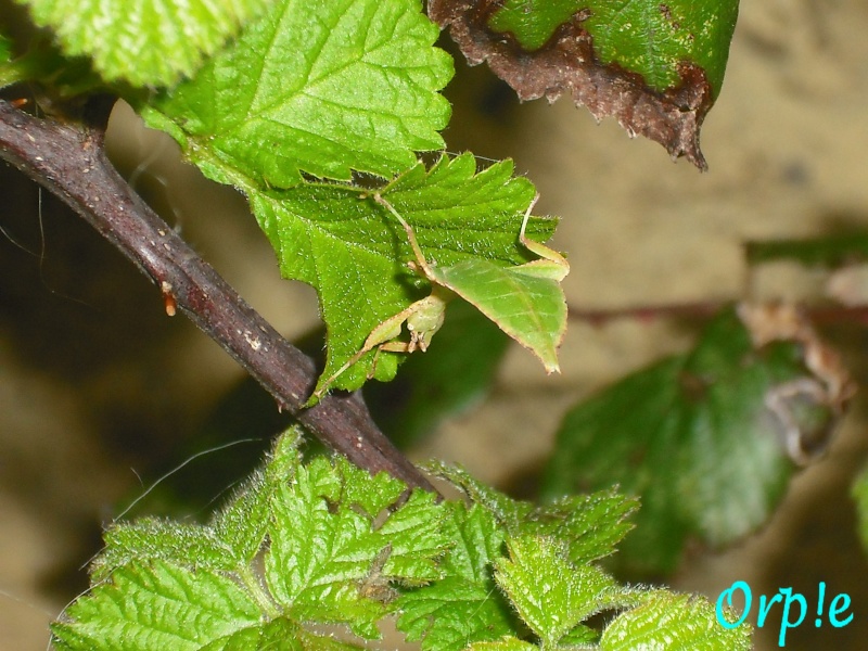 Phyllium philippinicum . PSG 278 (sp) Sp210