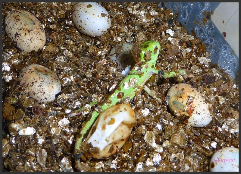 question sur naissance cameleon du yemen P1010417