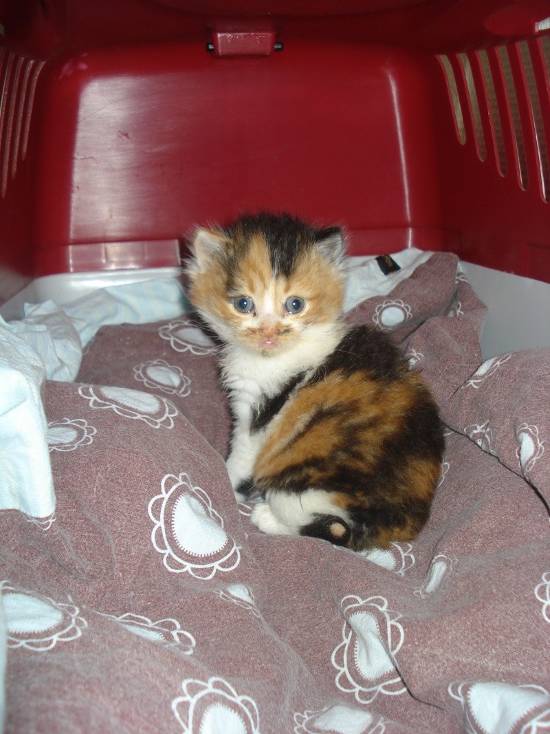 3 chatons sans maman poilue (Aytré 17) Dsc04923