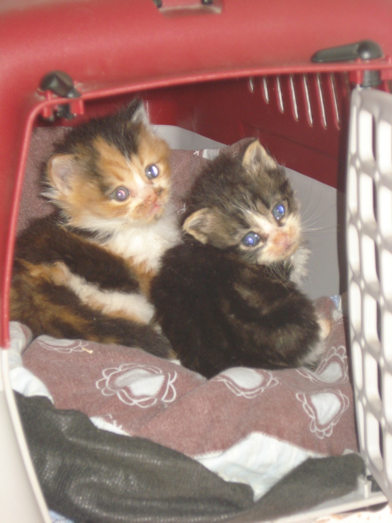 3 chatons sans maman poilue (Aytré 17) Dsc04933