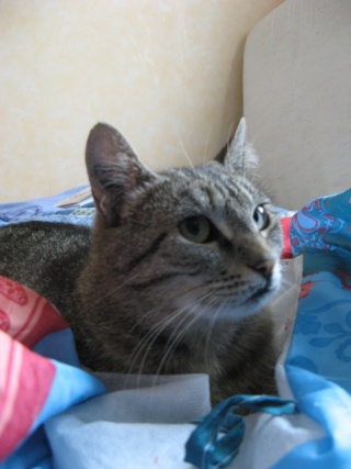 Néphrys, jolie chatte tigrée, très gentille - 2 ans en 2009 Encore10