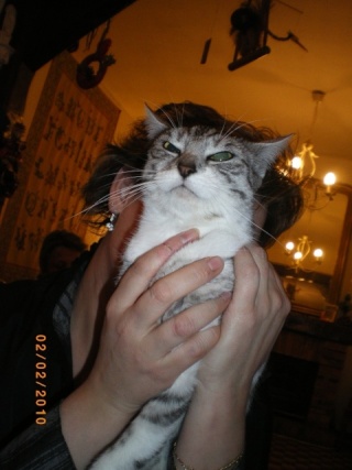 Brume-Nuage, jeune chatte grise tigrée, très originale, environ 9 mois en janvier 2010 - Page 2 Imgp2810