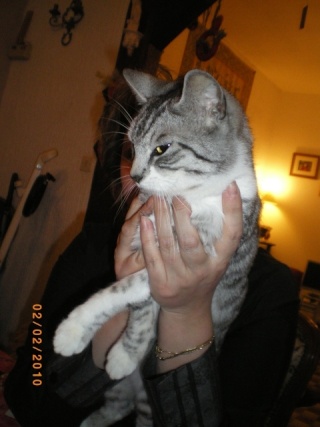Brume-Nuage, jeune chatte grise tigrée, très originale, environ 9 mois en janvier 2010 - Page 2 Imgp2811