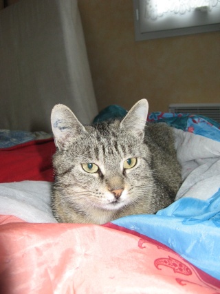 Néphrys, jolie chatte tigrée, très gentille - 2 ans en 2009 N110
