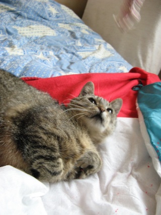 Néphrys, jolie chatte tigrée, très gentille - 2 ans en 2009 Nsouri11