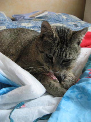 Néphrys, jolie chatte tigrée, très gentille - 2 ans en 2009 Nsouri14