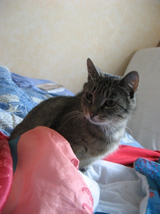 Néphrys, jolie chatte tigrée, très gentille - 2 ans en 2009 Se_lev10