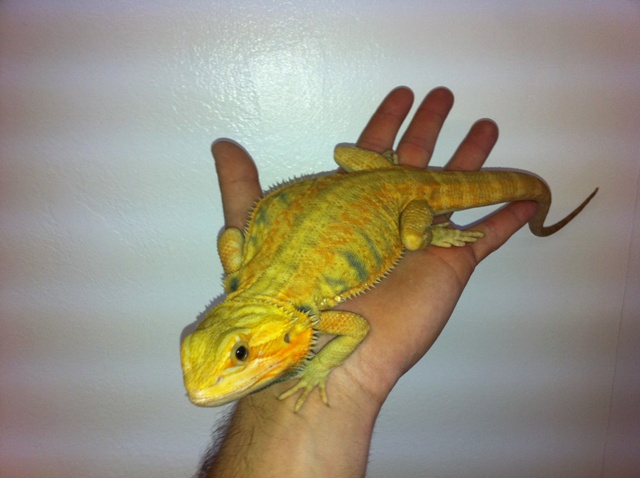 Mon cheptel de pogona vitticeps (janvier 2011) 0111