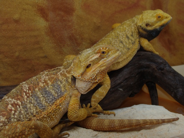 Accouplement pogona vitticeps le 23.03.2010 Couple13