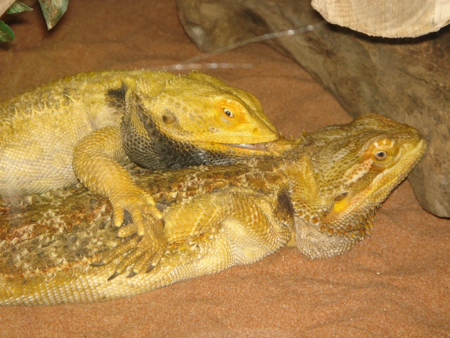 Accouplement pogona vitticeps le 23.03.2010 Dsc00410