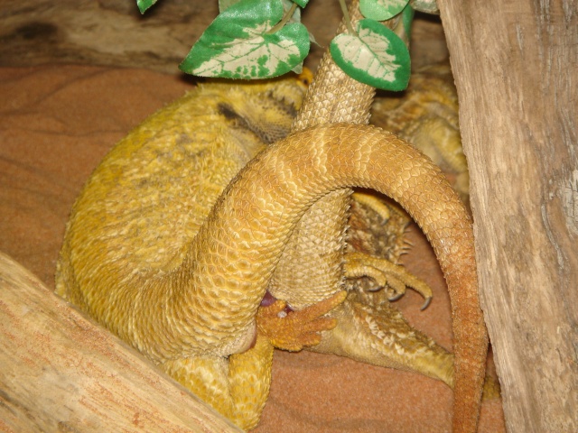 Accouplement pogona vitticeps le 23.03.2010 Dsc00411