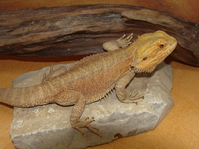 Sélection de pogona vitticeps pour futurs repros ! Horton11