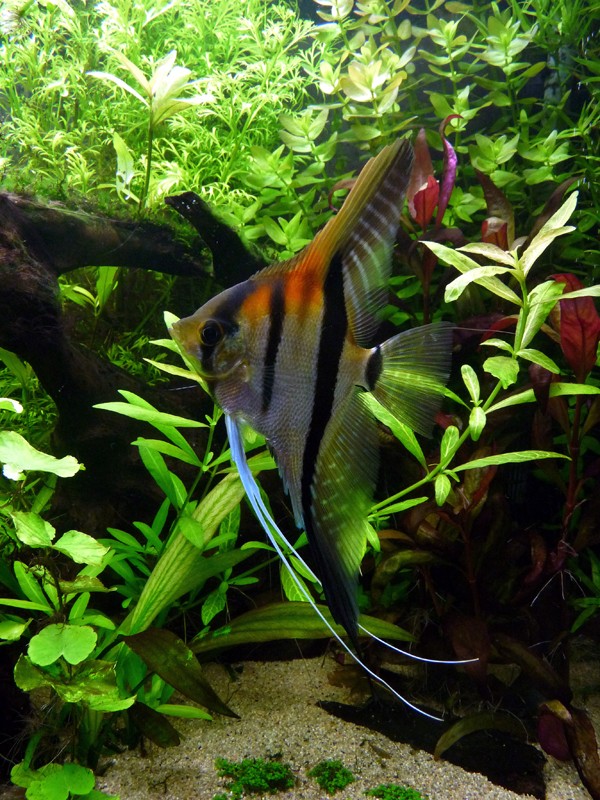 Le Genre Pterophyllum Photo_11