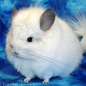 poza chinchilla angora Chin510