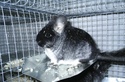 poza chinchilla black Pic_0111