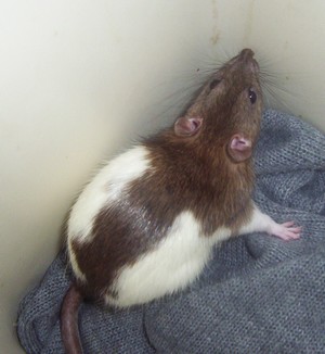 Urgent, plus de 50 rats suite à un sauvetage !!! - Page 2 000_0310