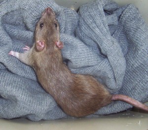 Urgent, plus de 50 rats suite à un sauvetage !!! - Page 2 000_0313