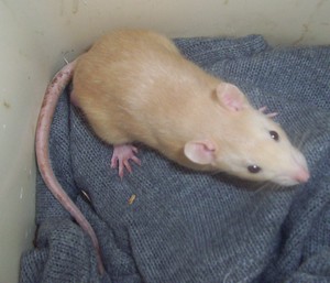Urgent, plus de 50 rats suite à un sauvetage !!! - Page 4 000_0323