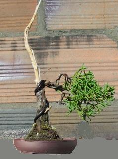 A pot for my juniperus Virtua10
