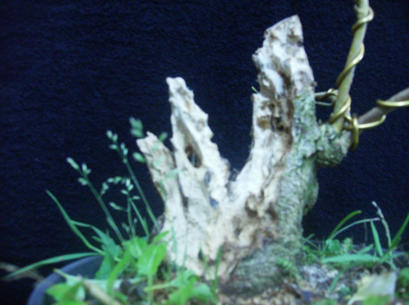 Morus alba - lot's of deadwood Hpim0414