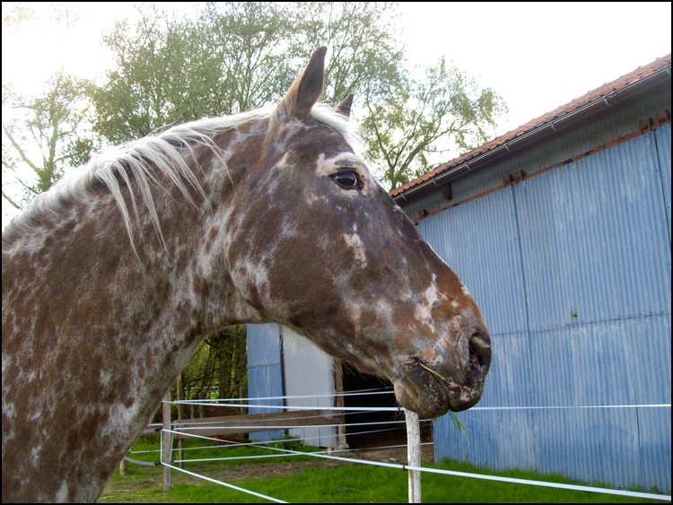 [ Nous a malheureusement quitté ✝ ] Texas, cheval aveugle en retraite au refuge [Parrainé par Sabine] Texass10