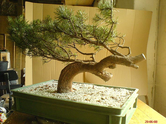 first styling - Pinus mugo, cascade - update Mugo-e10