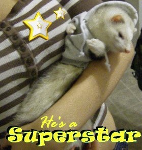 Pictures of Ferrets Demons10