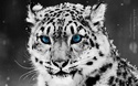 ~* Animal wallpapers for your desktops *~ 314