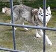 CHOUNGA  MALE HUSKY 11 ANS REF (29) (DECEDE) P1040714