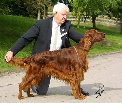 IRSKI CRVENI SETER -IRISH RED SETTER 9r096d10