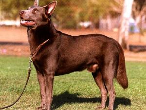 Australian Kelpie - Australijski Kelpi A1810