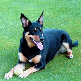 Australian Kelpie - Australijski Kelpi Austra10