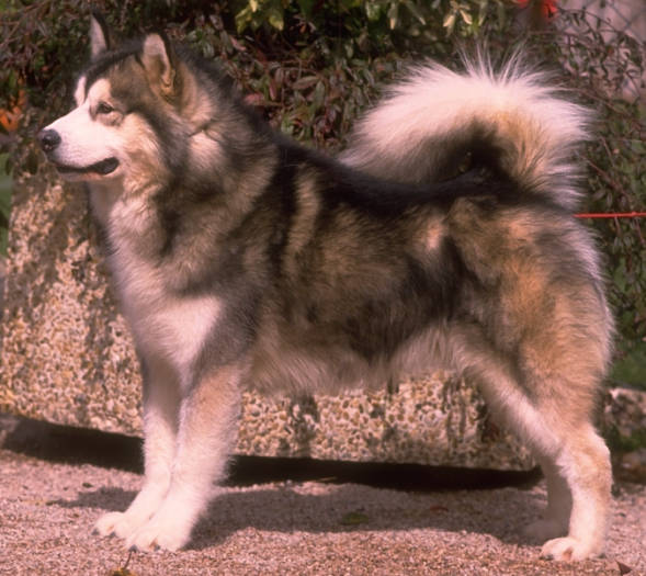 Alaskan Malamute - Aljaski Malamut F4150610