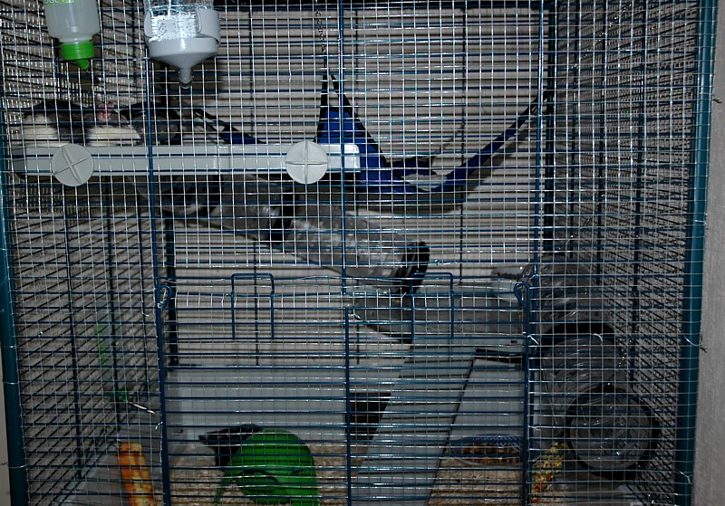 Furet Tower <photos de ma cage p.2> - Page 2 Cage_c10
