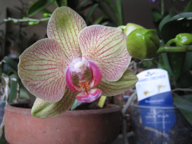 une orchidée de plus - Page 3 Photo_10