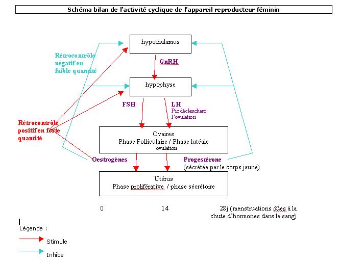 Leon AG interne Lactivit cyclique de lappareil reproducteur fminin. Schama10