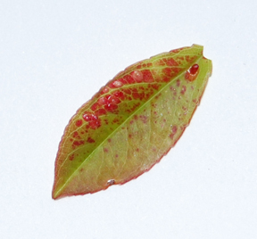 red leaf bumps Leaftr12
