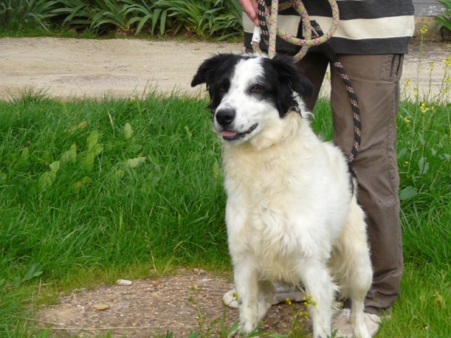 Salem, mâle croisé Border Collie né en 2006 - Refuge SPA de Poitiers (86) 52_r_s10