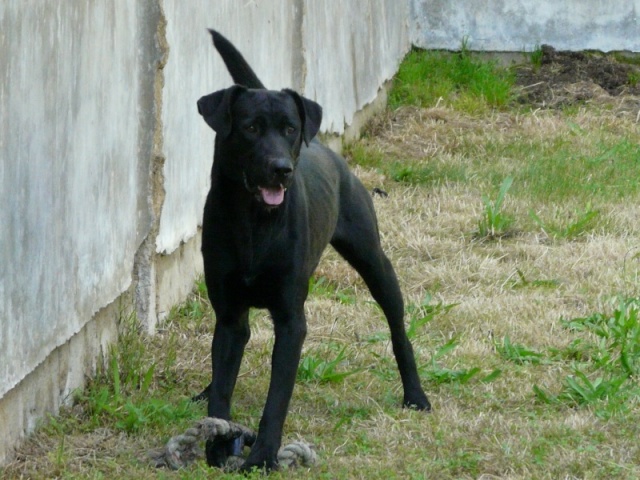 Bach, mâle labrador noir arrivé en 2008 - SPA de Poitiers (86) 70_r_b10