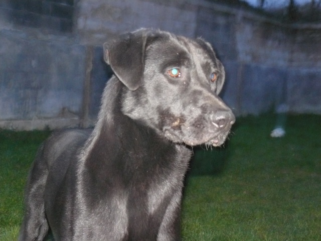 Bach, mâle labrador noir arrivé en 2008 - SPA de Poitiers (86) P1060610