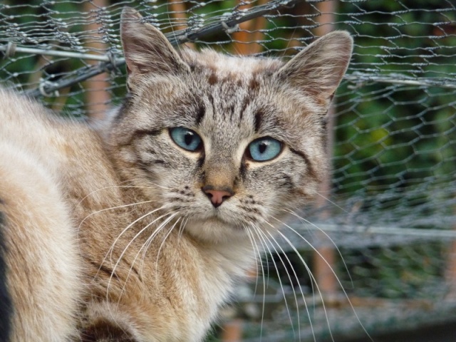 Jeune chat de 8 mois aux yeux magnifique tabby dans le 57 - Page 2 P1080717