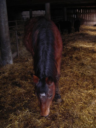 Penny, ponette New Forest de 24 ans, non montable, à adopter !  Penny110