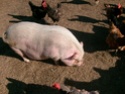 Does any one else have pigs? Trawli11