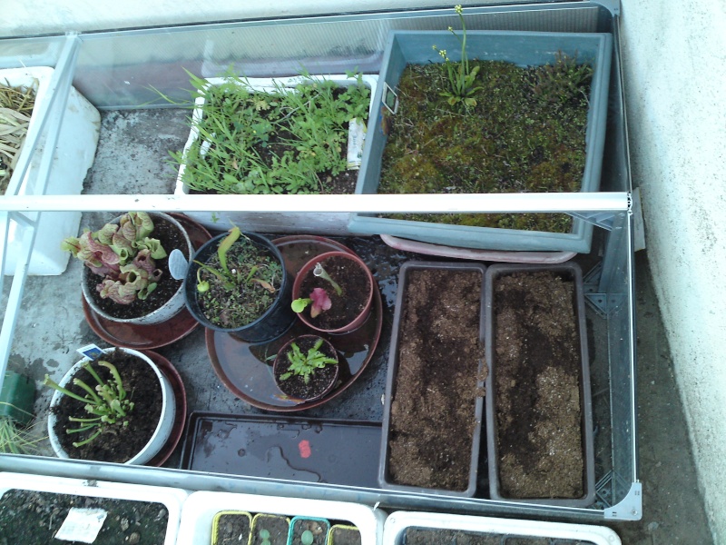 Voici mes plantes carnivores P20-0510